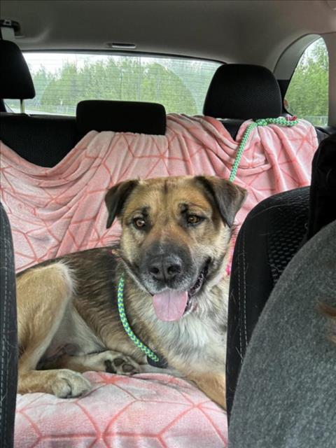 adoptable Dog in Wasilla, AK named CHAMP