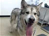 adoptable Dog in wasilla, AK named KOAH