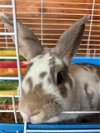adoptable Rabbit in , AK named LEMON