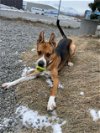 adoptable Dog in wasilla, AK named DOZER