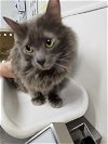 adoptable Cat in wasilla, AK named DONNY