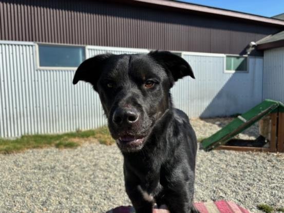adoptable Dog in Wasilla, AK named KIBA