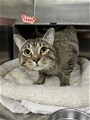 adoptable Cat in , AK named COOK