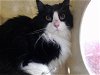 adoptable Cat in wasilla, AK named ZORA