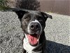 adoptable Dog in , AK named RUBY