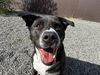 adoptable Dog in Wasilla, AK named RUBY