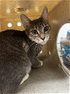 adoptable Cat in , AK named DUPPY