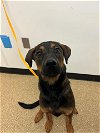 adoptable Dog in  named SILLY