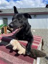 adoptable Dog in wasilla, AK named APOLLO