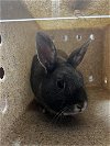 adoptable Rabbit in , AK named UNKNOWN