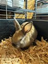 adoptable Rabbit in , AK named NUTMEG