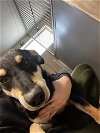 adoptable Dog in wasilla, AK named BELLA