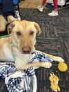 adoptable Dog in , AK named GUNNER