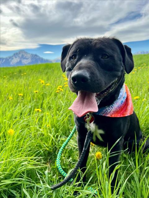 adoptable Dog in Wasilla, AK named ROSKOE