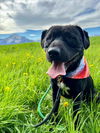 adoptable Dog in Wasilla, AK named ROSKOE