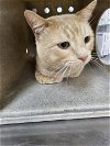 adoptable Cat in wasilla, AK named CASTIEL