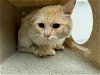 adoptable Cat in wasilla, AK named BIZKIT