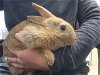 adoptable Rabbit in wasilla, AK named A121260