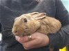 adoptable Rabbit in wasilla, AK named A121261
