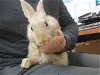 adoptable Rabbit in wasilla, AK named A121262
