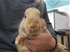 adoptable Rabbit in wasilla, AK named A121263