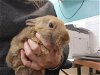 adoptable Rabbit in wasilla, AK named A121264