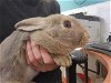 adoptable Rabbit in wasilla, AK named A121265