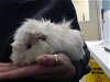 adoptable Guinea Pig in , AK named BUDDY