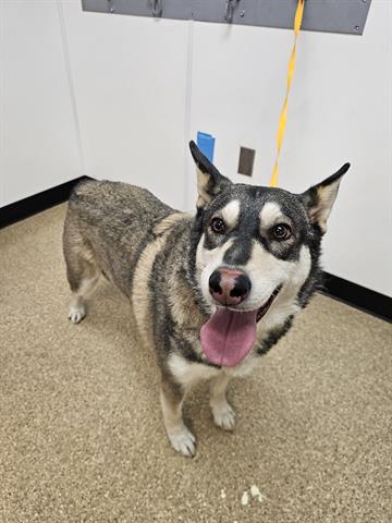 adoptable Dog in Wasilla, AK named LILY