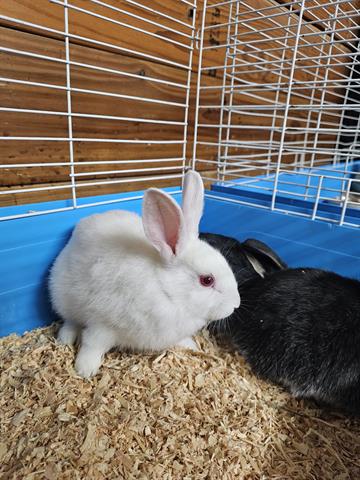 adoptable Rabbit in Wasilla, AK named A121351