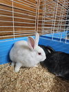 adoptable Rabbit in , AK named A121351