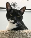 adoptable Cat in Dublin, OH named Capri