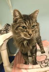 adoptable Cat in Dublin, OH named Miss McGuffey Lane