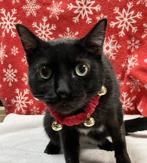 ROSCO - Domestic Short Hair available for adoption