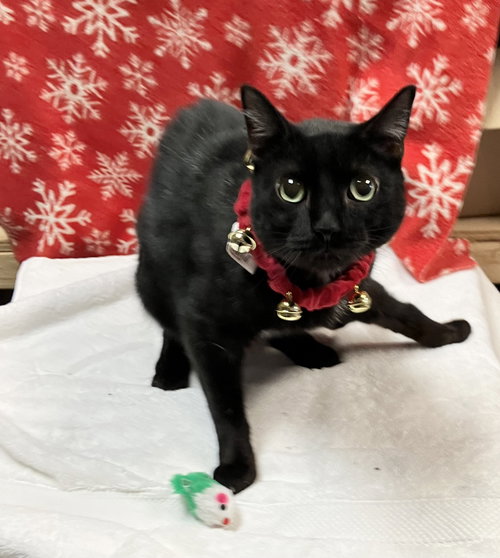 ROSCO - Domestic Short Hair available for adoption