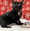 Rosco - Photo 4