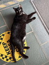 Rosco - Photo 3