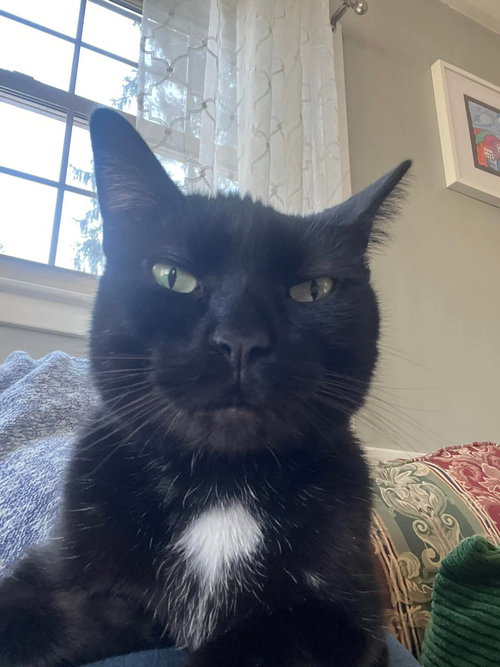 Rosco, Adult Domestic Short Hair / Mixed (short coat), cat for adoption in Lancaster, Ohio