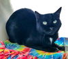 adoptable Cat in Dublin, OH named Buster AKA Stringer