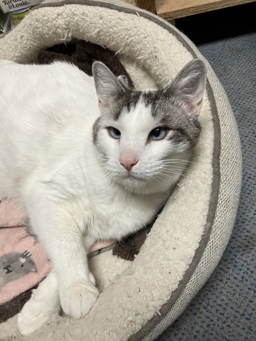 DUSTY - KBC - Domestic Short Hair available for adoption
