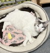 Dusty - KBC - Photo 4