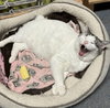 Dusty - KBC - Photo 3