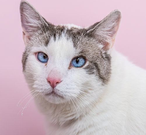 DUSTY - KBC - Domestic Short Hair available for adoption