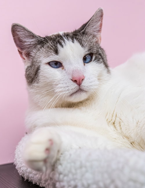 DUSTY - KBC - Domestic Short Hair available for adoption