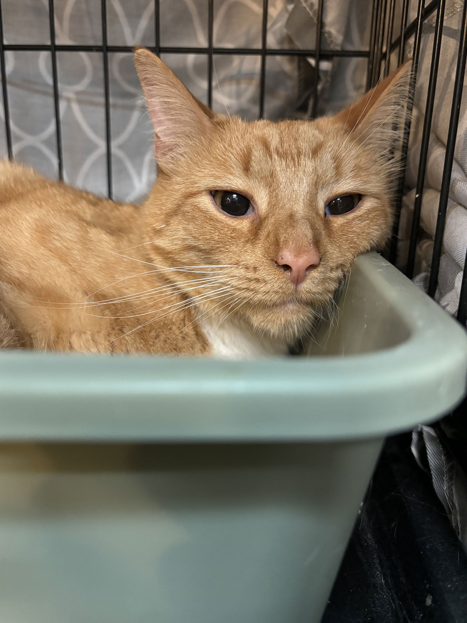 adoptable Cat in Columbus, OH named Pumpkin - KBC