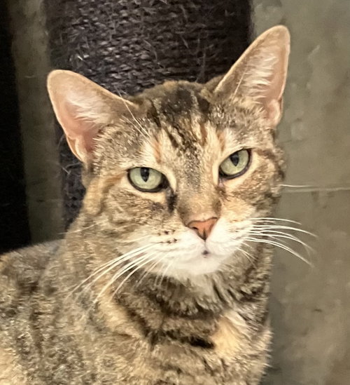 PEPPERMINT - Torbie / Domestic Short Hair available for adoption