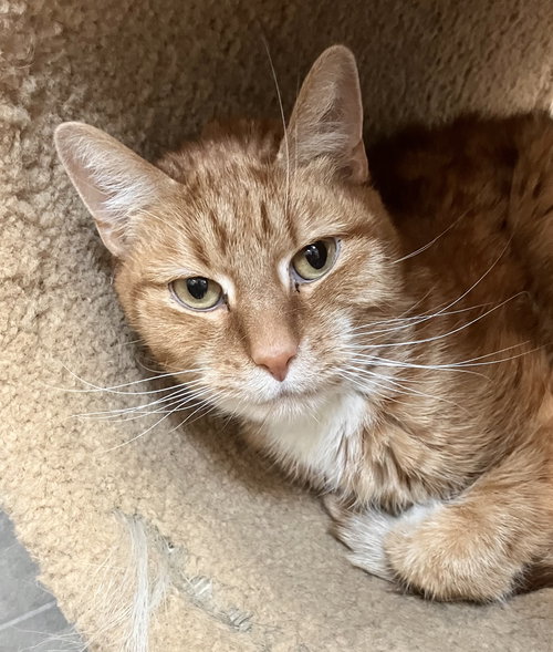SAVAGE - KBC - Tabby / Domestic Short Hair available for adoption
