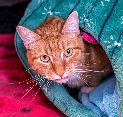 SAVAGE - Tabby / Domestic Short Hair available for adoption
