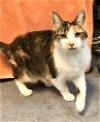 adoptable Cat in  named Haley
