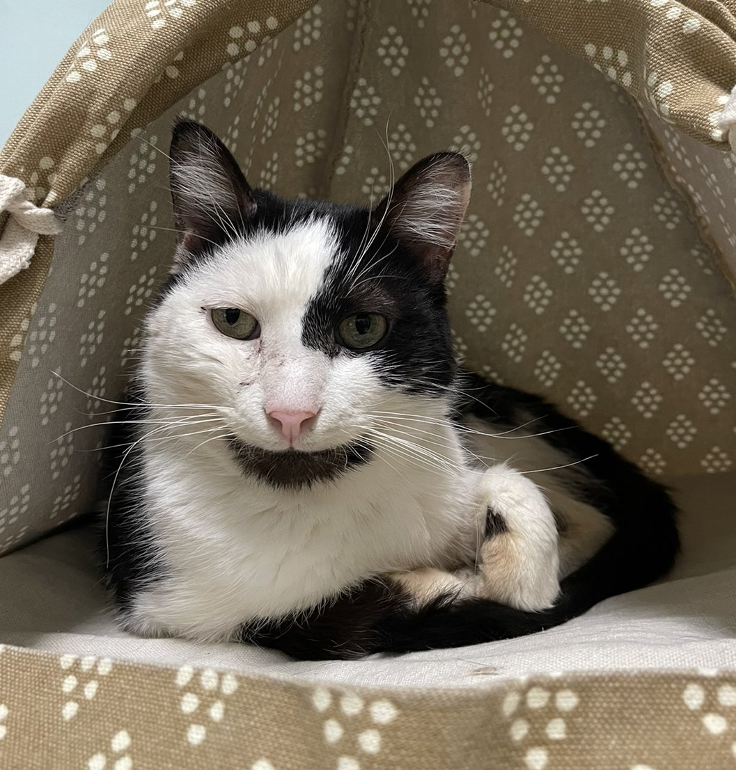adoptable Cat in Columbus, OH named Manny Norton - KBC